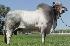 Raca: brahman (corte) rgd: cnpb 6